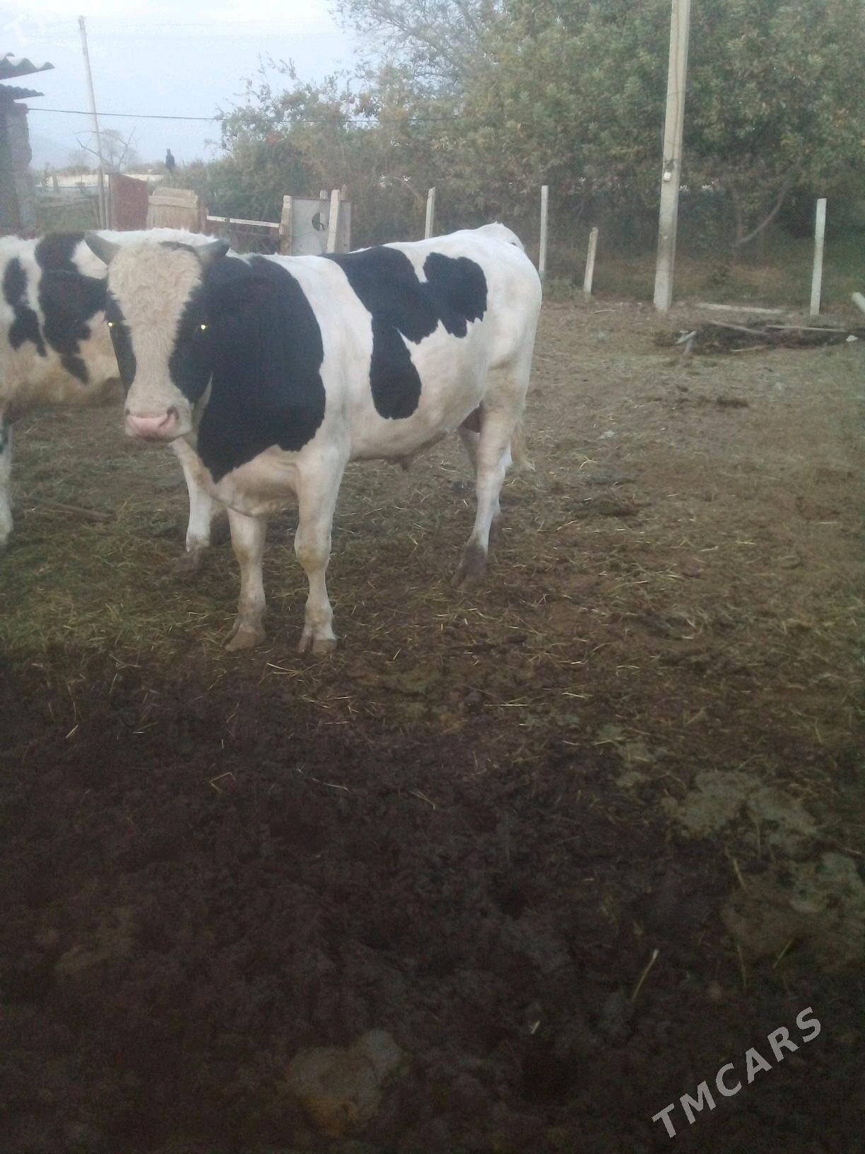 Öküz - Яшлык - img 4