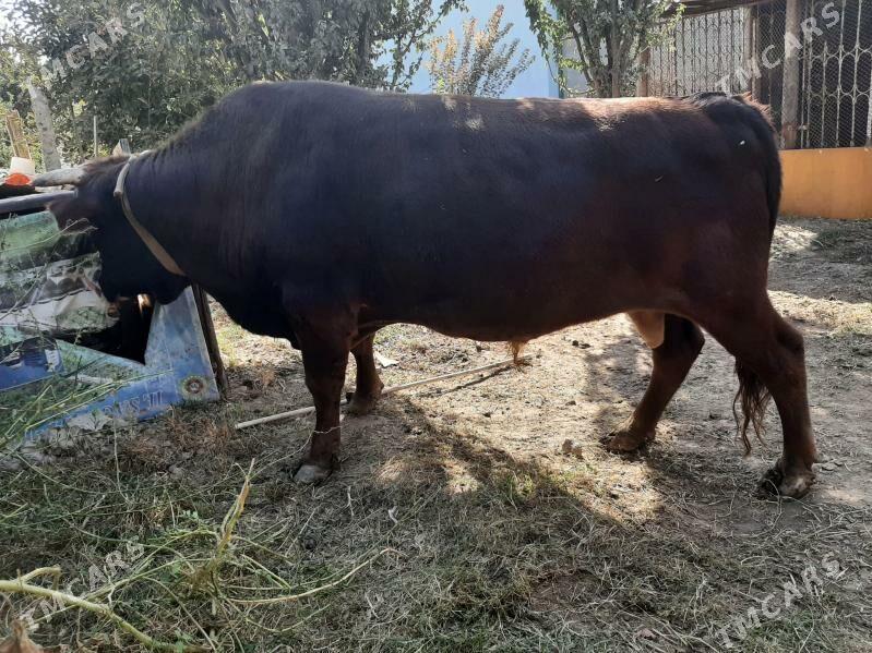 Okùz - Бузмеин - img 1