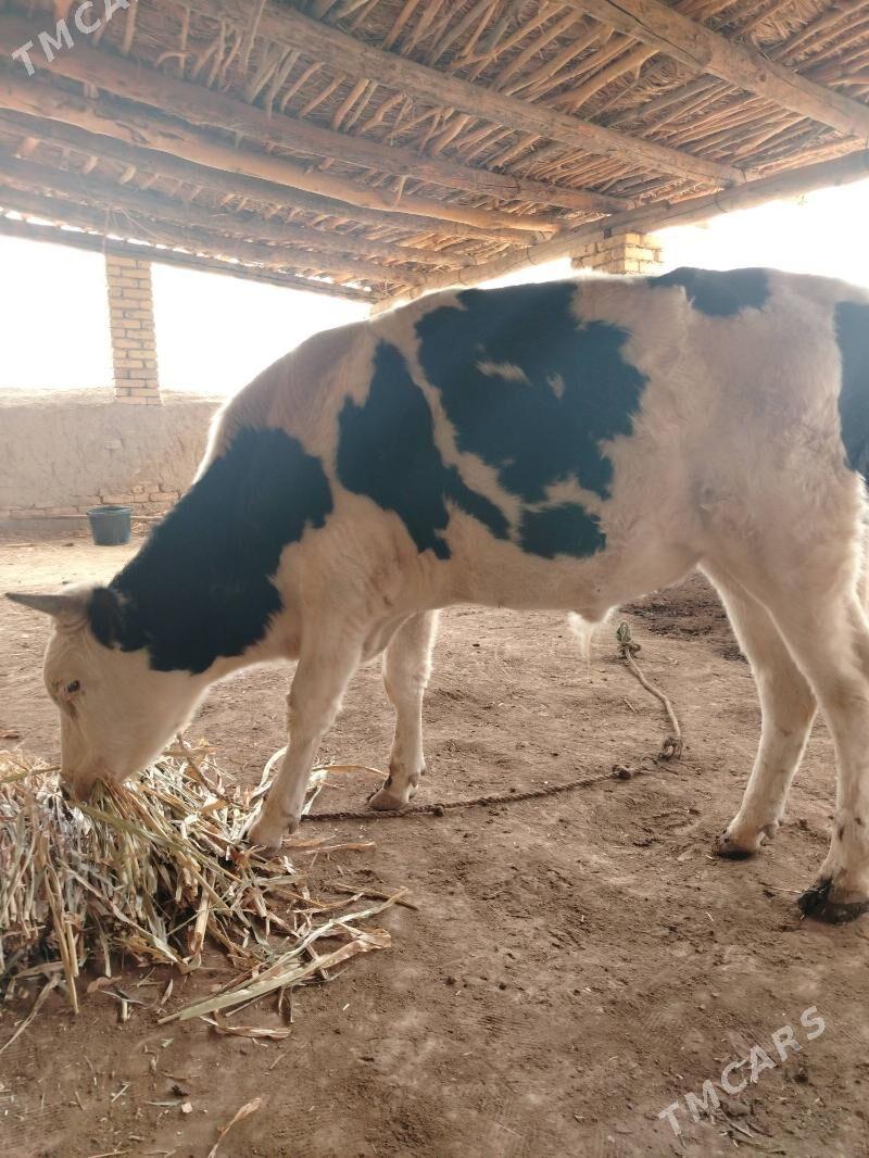 Öküz - Гороглы (Тагта) - img 1