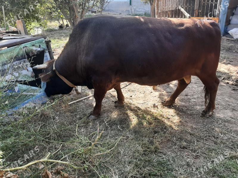 Okùz - Büzmeýin - img 3