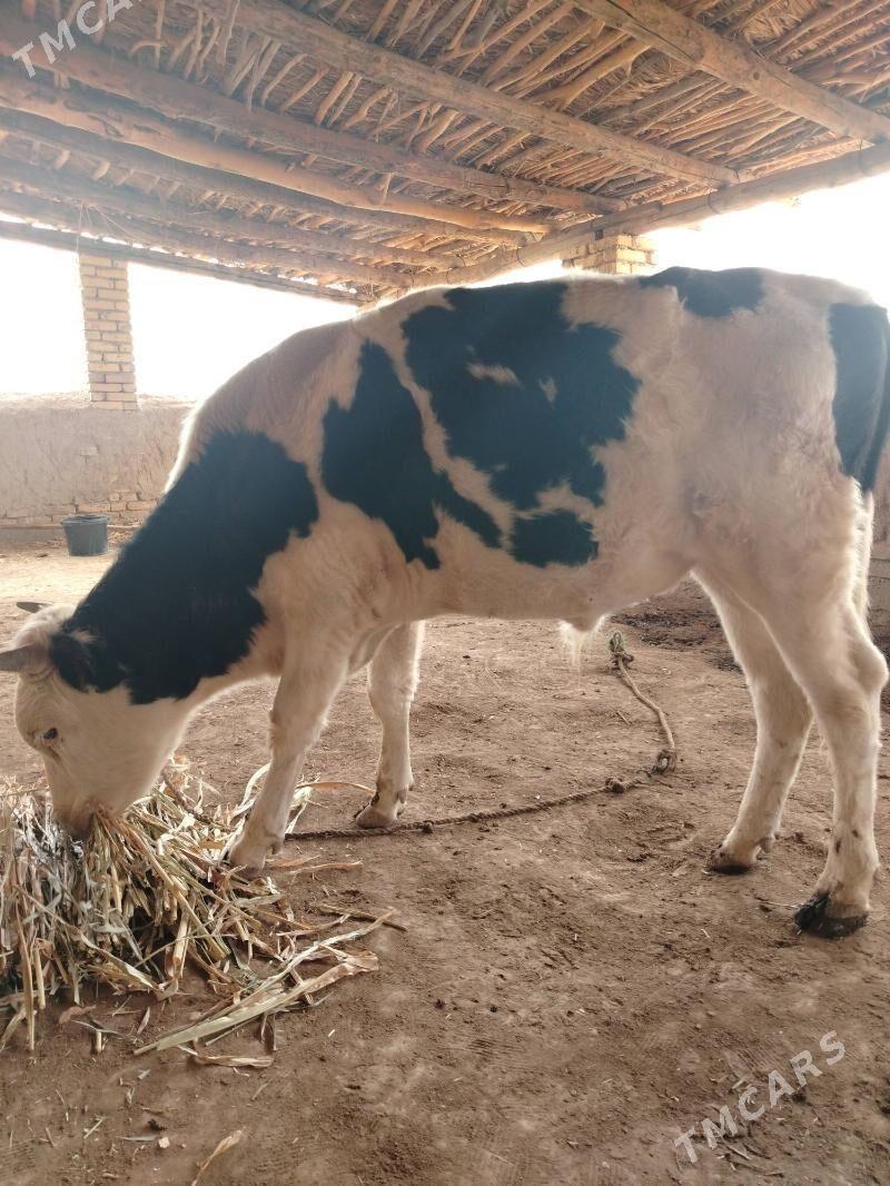 Öküz - Гороглы (Тагта) - img 2