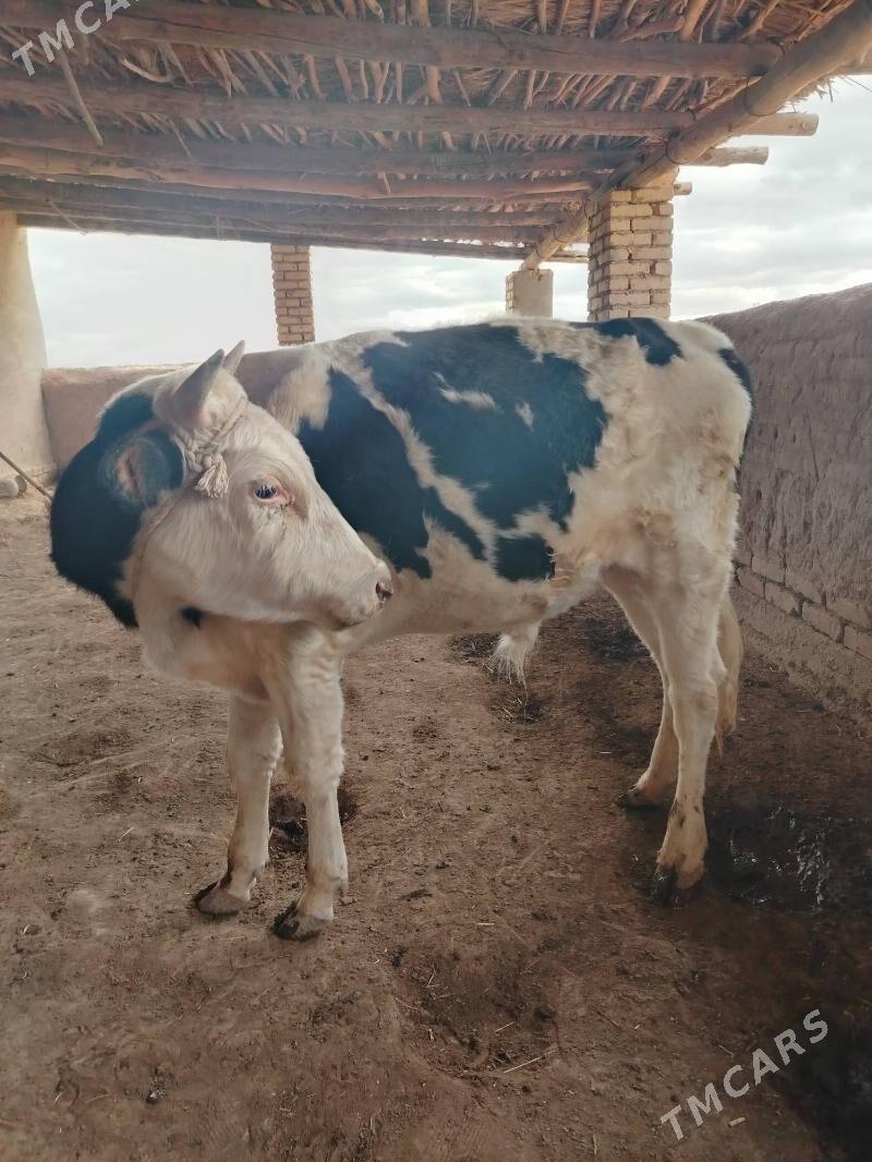 Öküz - Гороглы (Тагта) - img 3