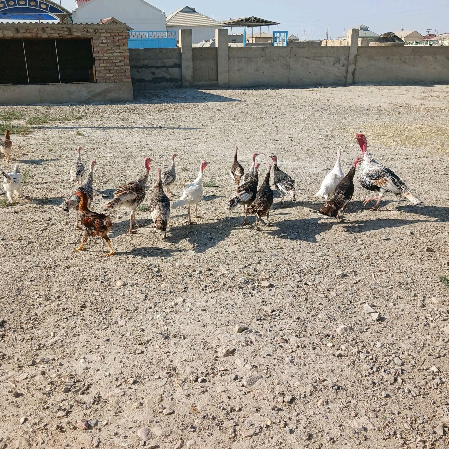 Induk - Берекет - img 1