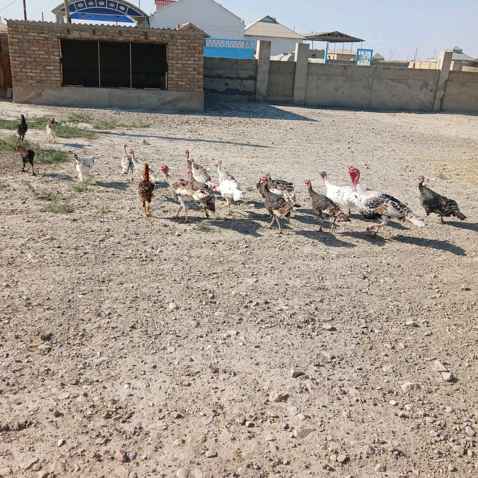 Induk - Берекет - img 2