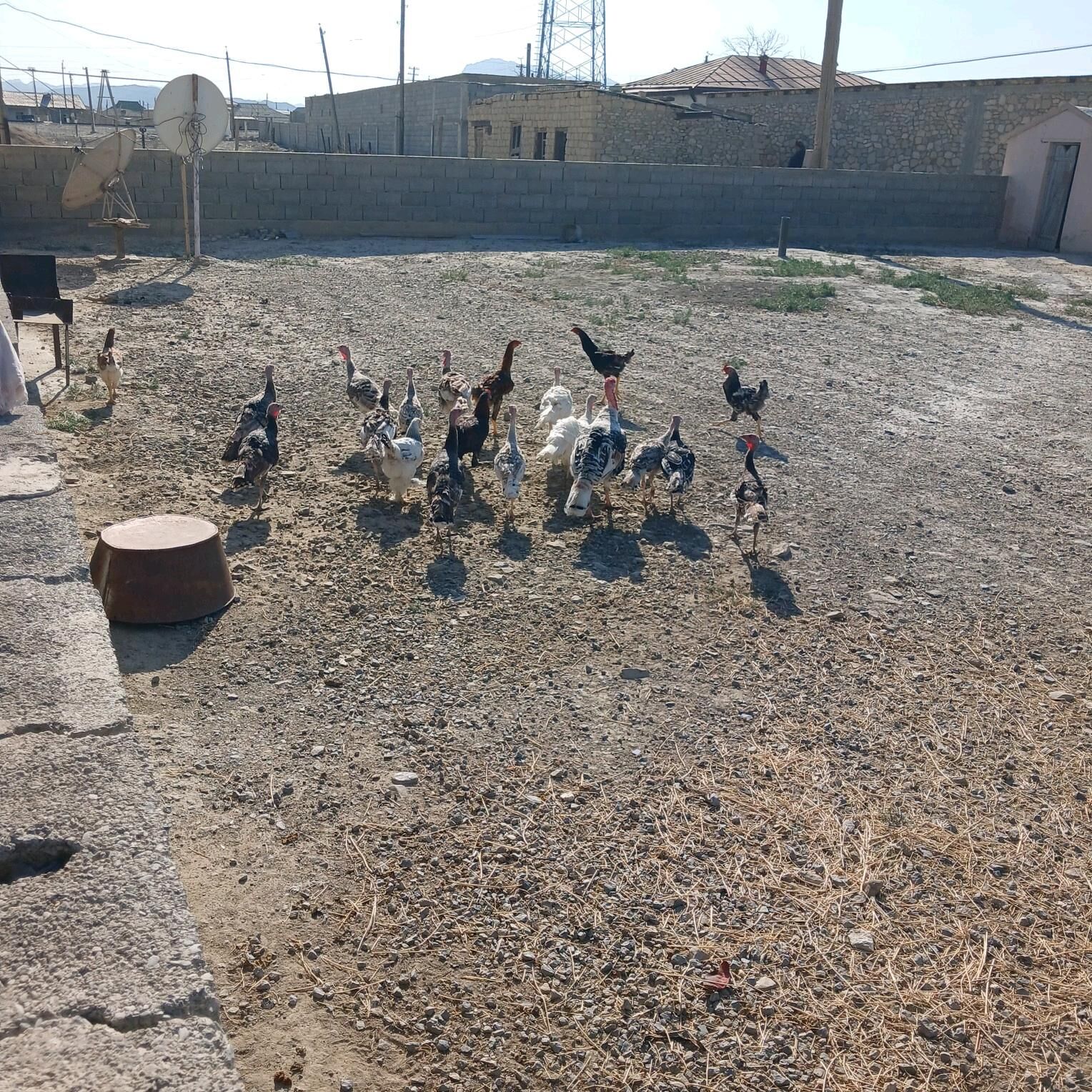 Induk - Берекет - img 3