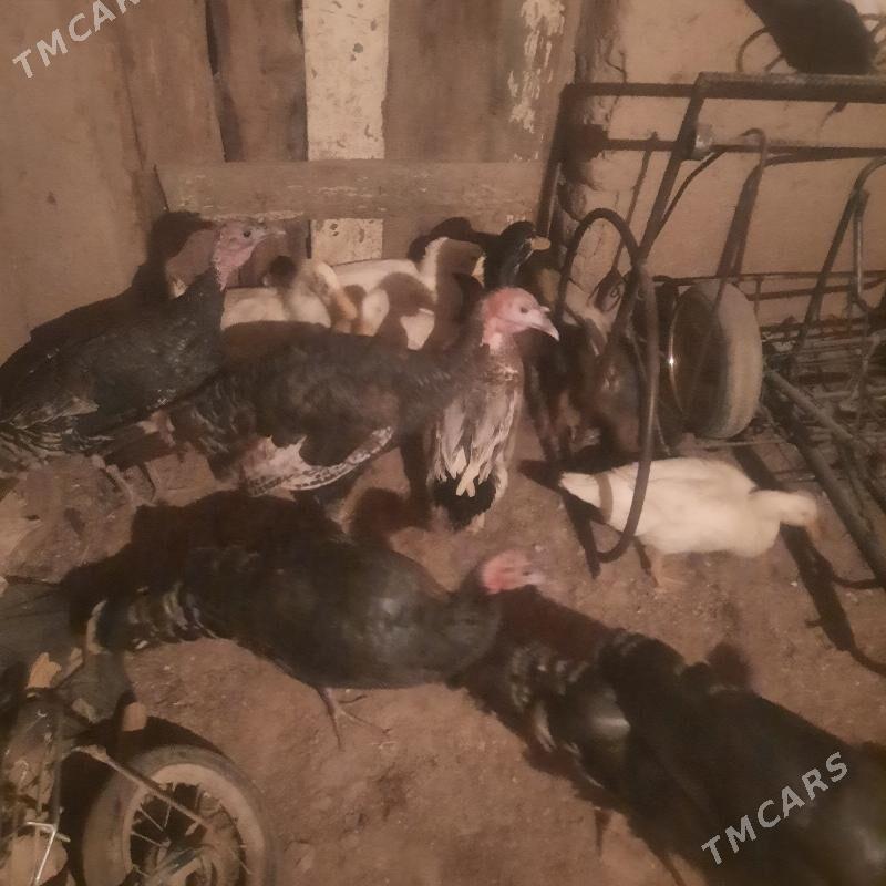 induk - Гурбансолтан Едже - img 3