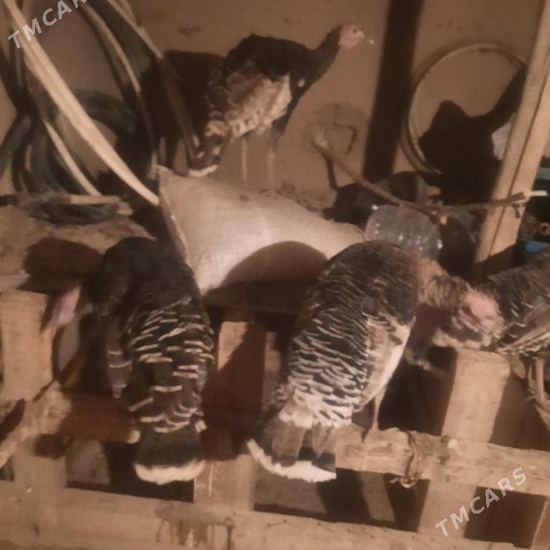 induk - Гурбансолтан Едже - img 5