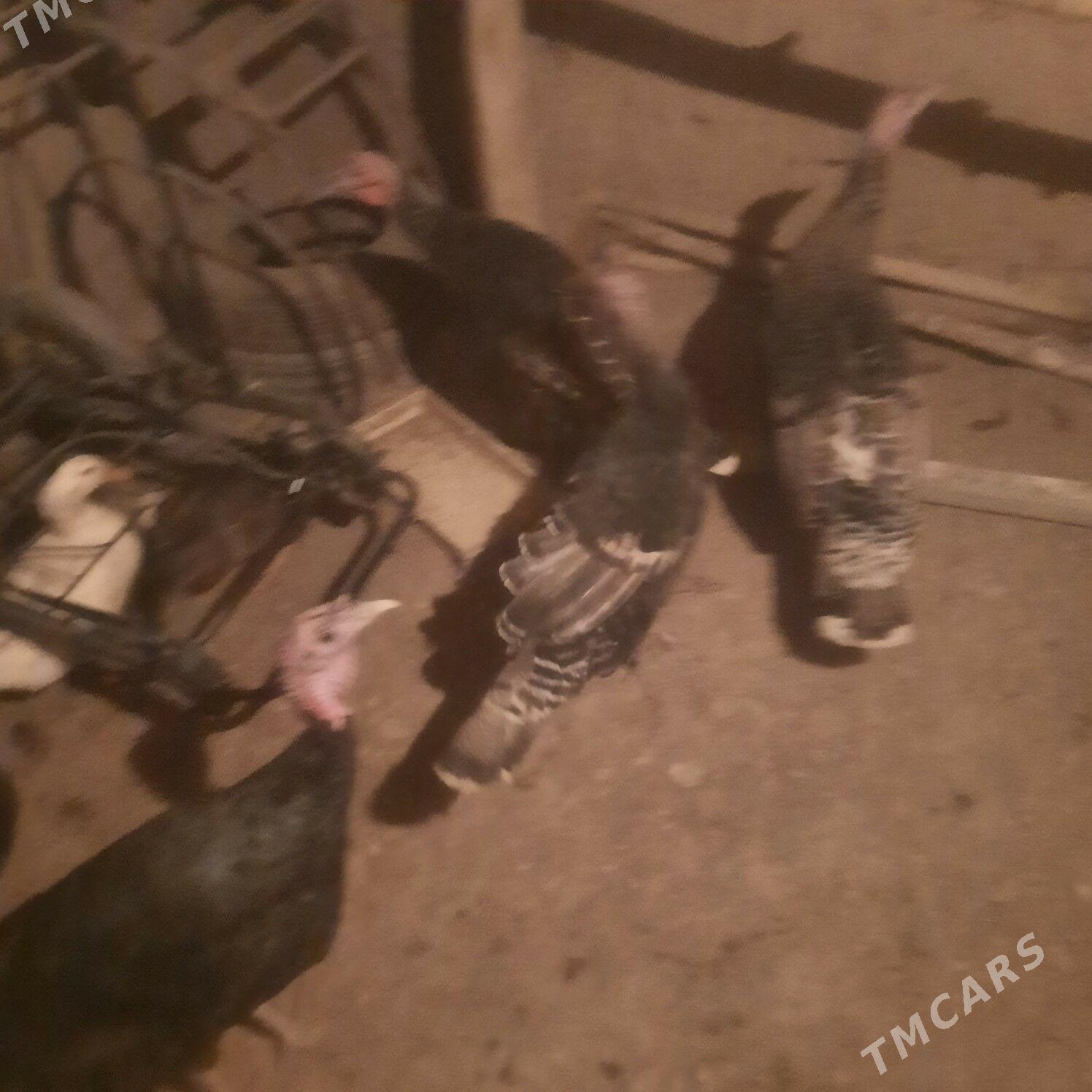 induk - Гурбансолтан Едже - img 1