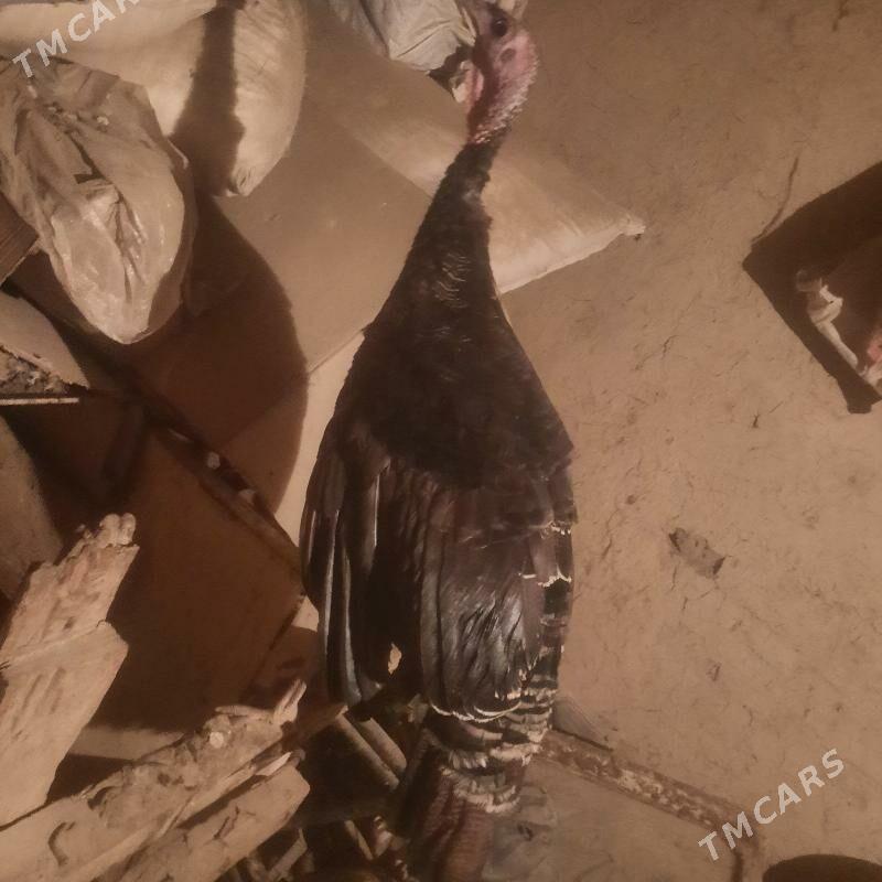 induk - Гурбансолтан Едже - img 4