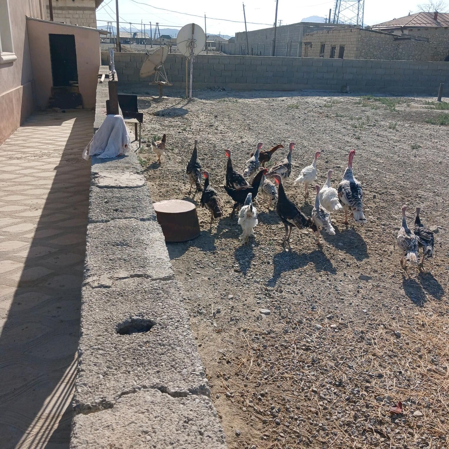 Induk - Берекет - img 4