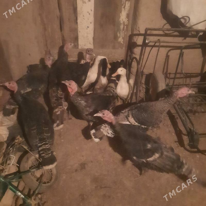 induk - Гурбансолтан Едже - img 2