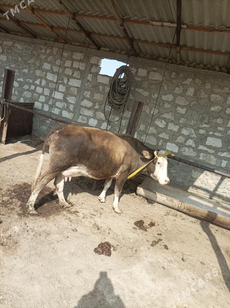 сыгыр  голели - Берекет - img 2