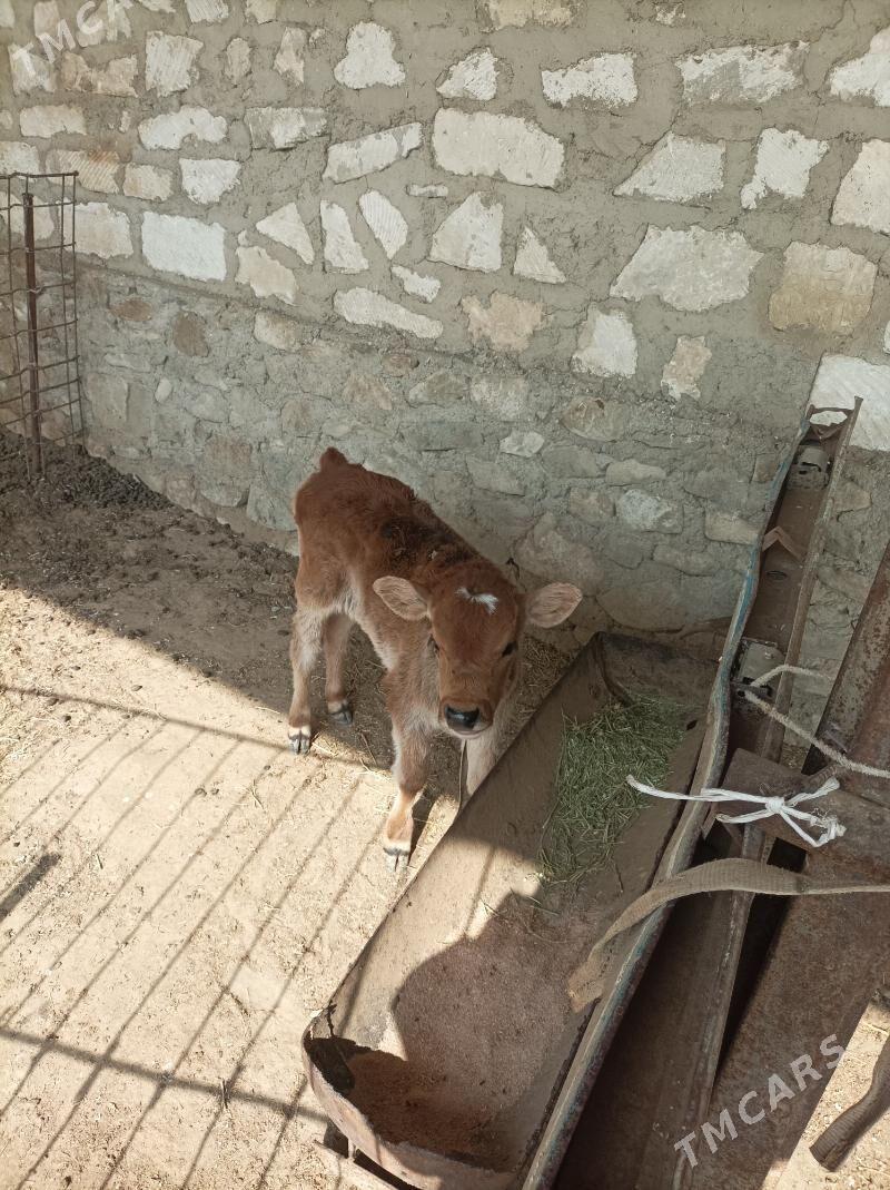 сыгыр  голели - Берекет - img 3