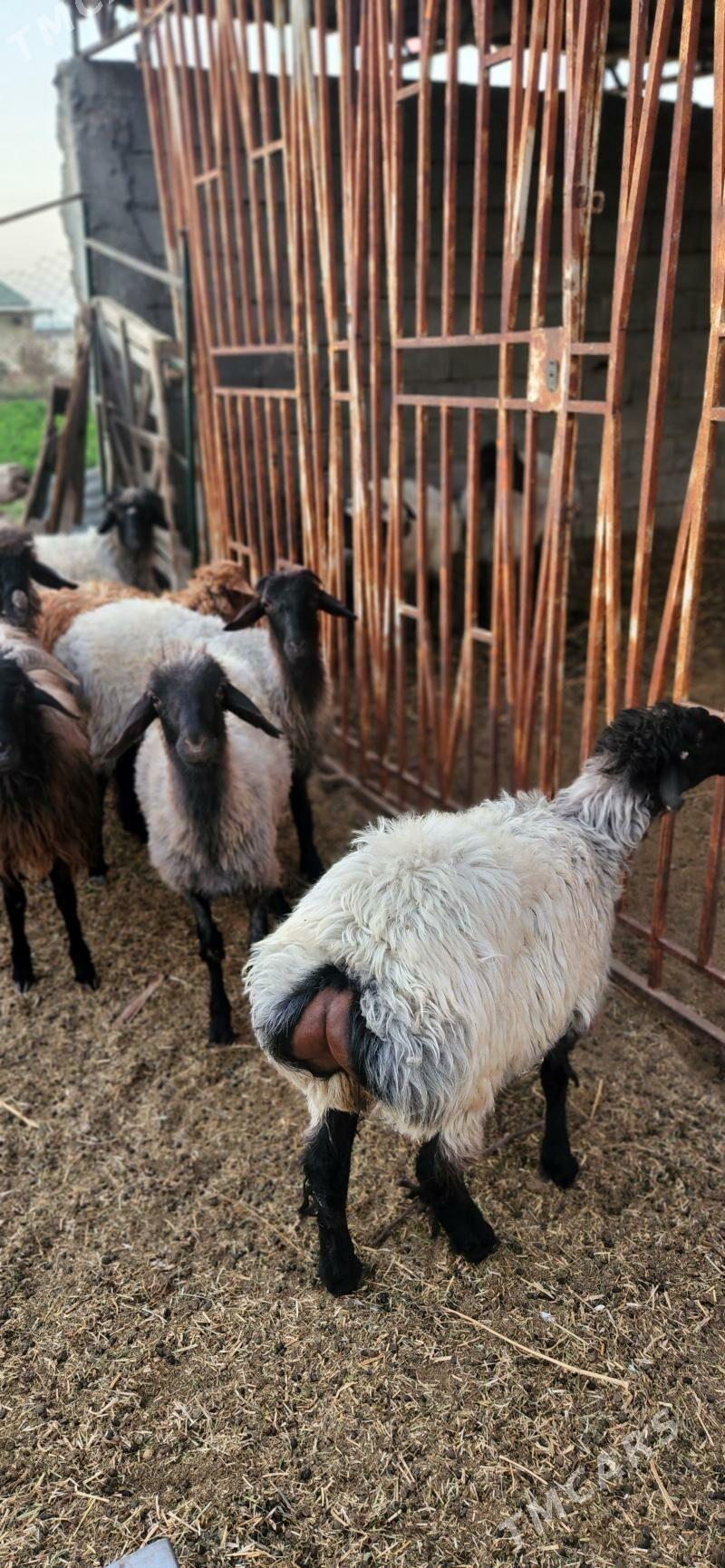 Goyun,,işşek - Гуртли - img 1