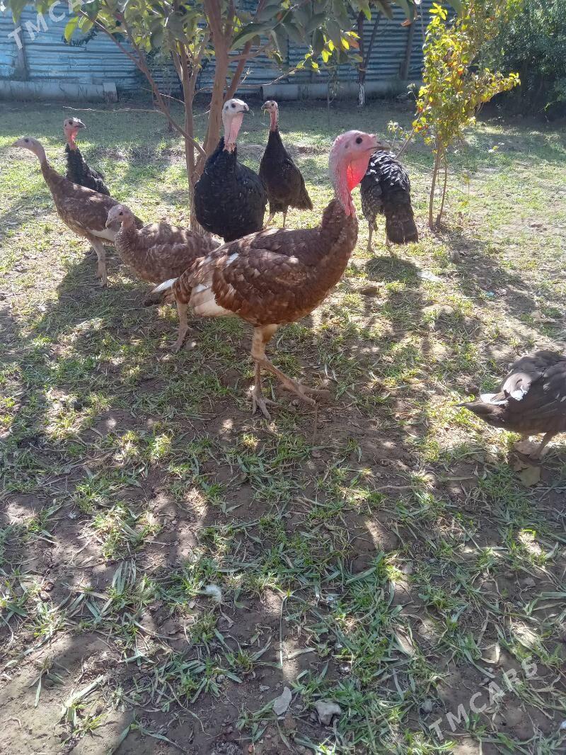 guslar - Туркменабат - img 2