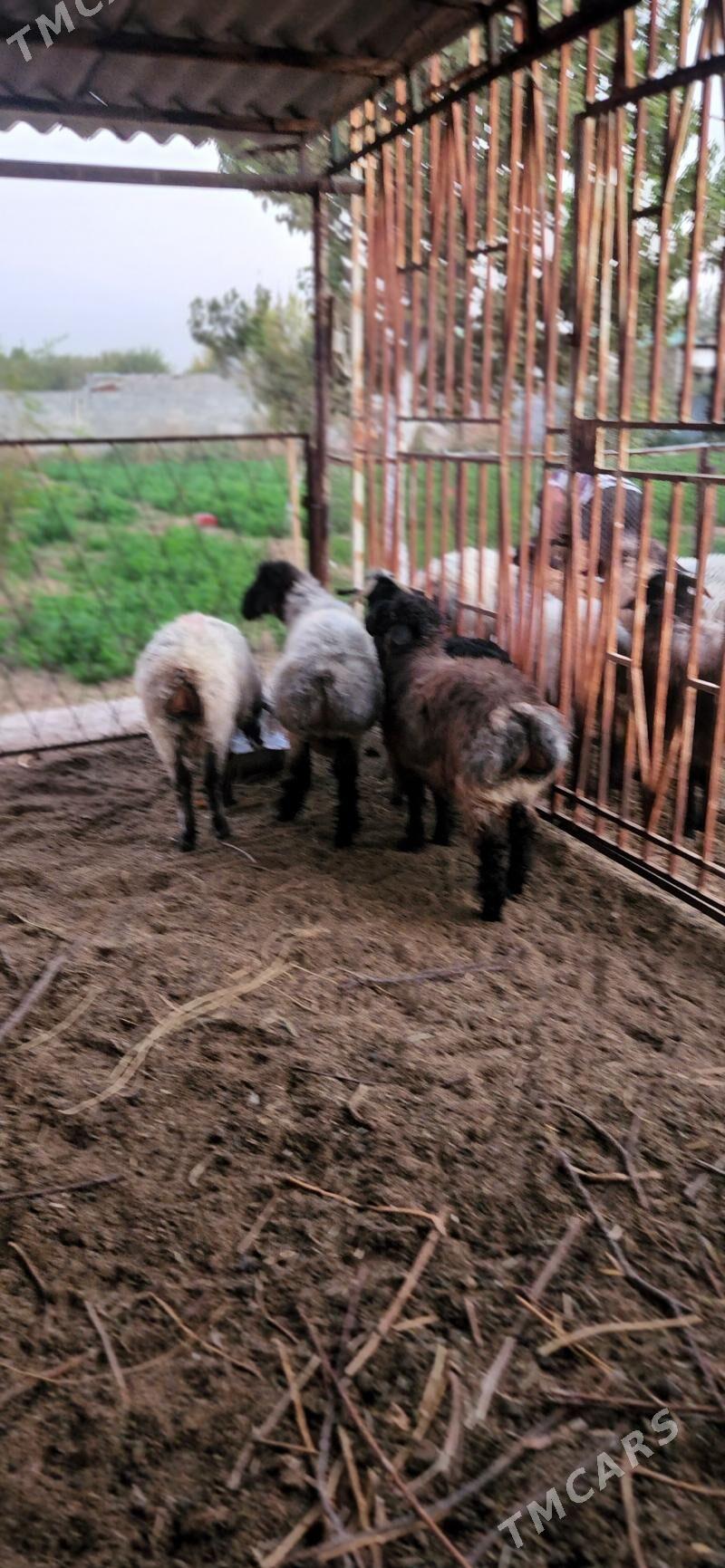 Goyun,,işşek - Gurtly - img 3