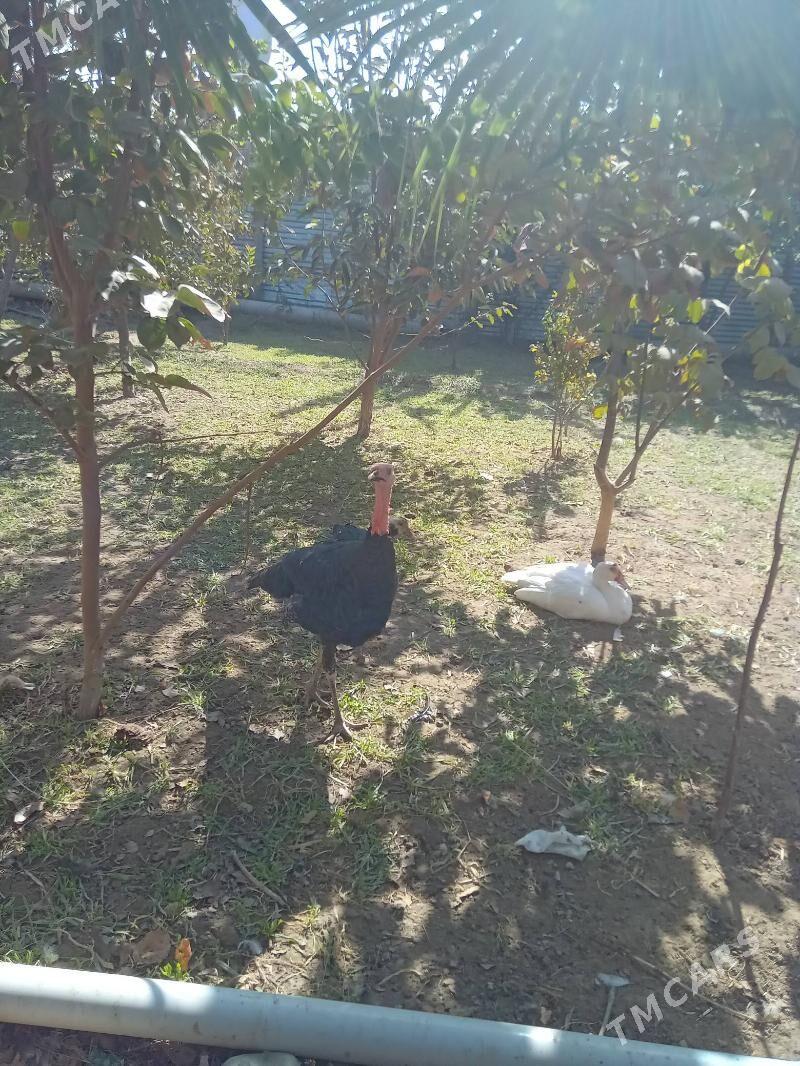 guslar - Туркменабат - img 1