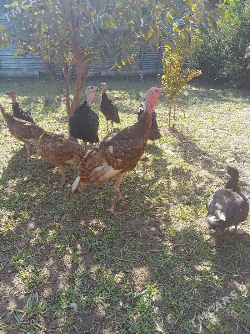 guslar - Туркменабат - img 3