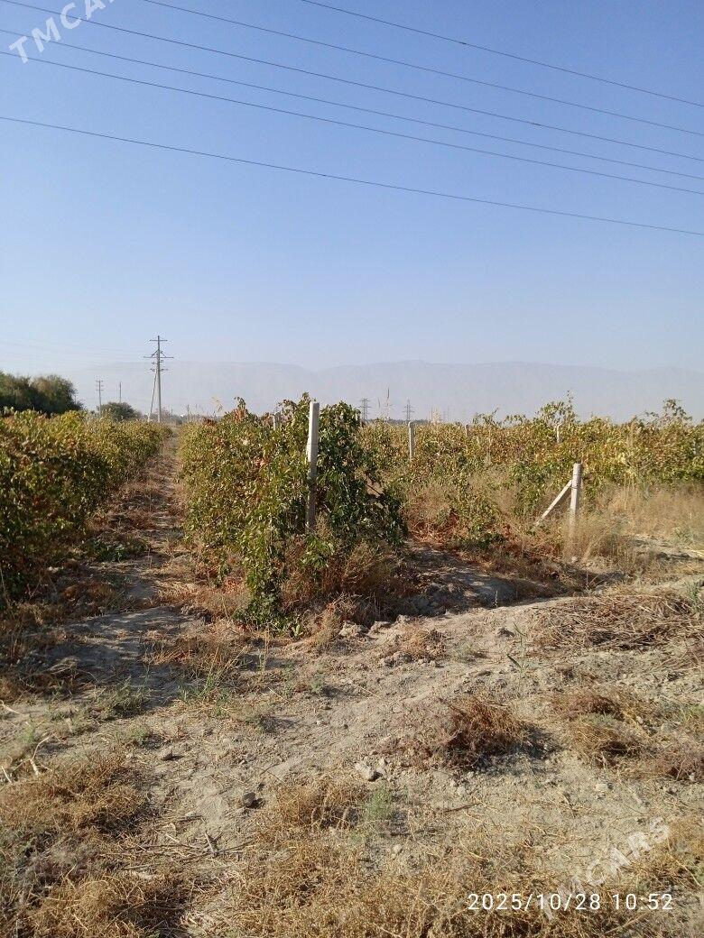 uzum 1,5  gektar - Gökdepe - img 3