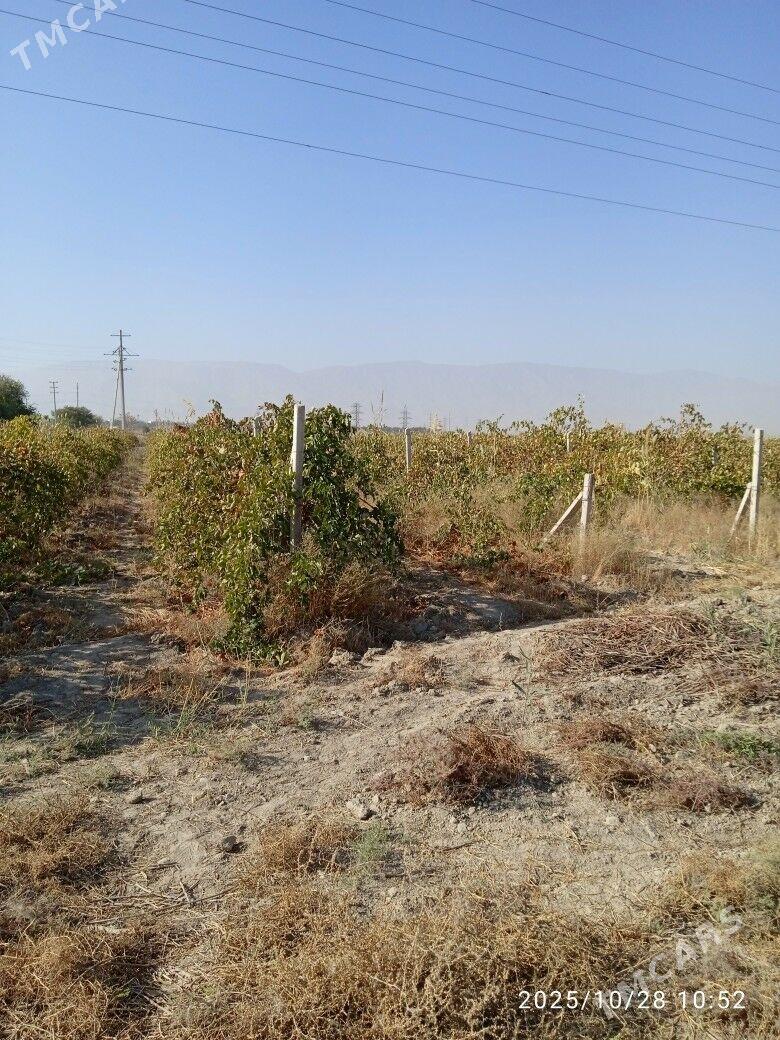 uzum 1,5  gektar - Gökdepe - img 2