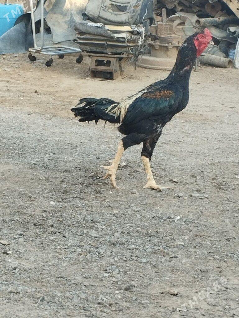 Tasget horaz - Чоганлы - img 2