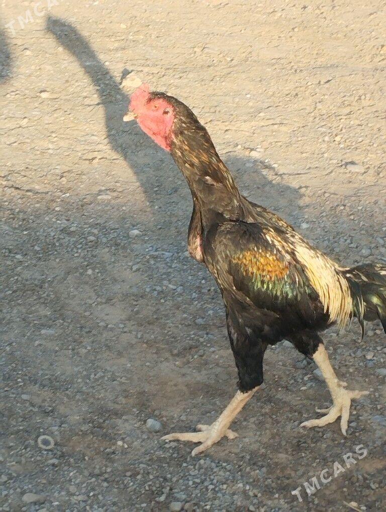 Tasget horaz - Чоганлы - img 3