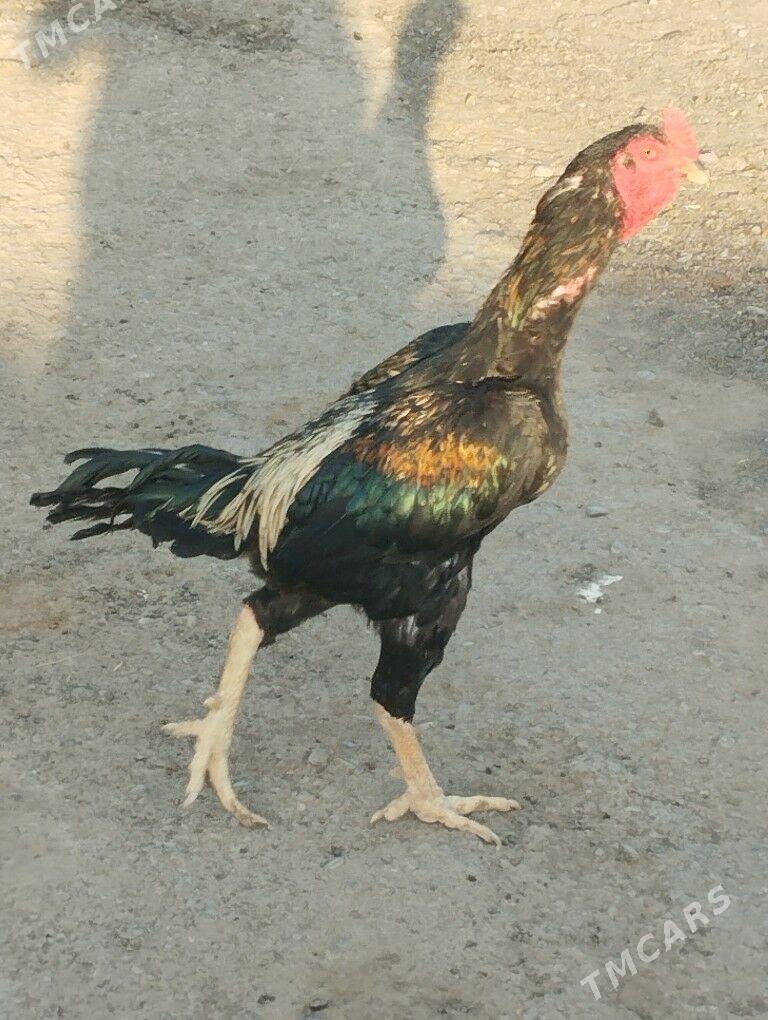 Tasget horaz - Чоганлы - img 1