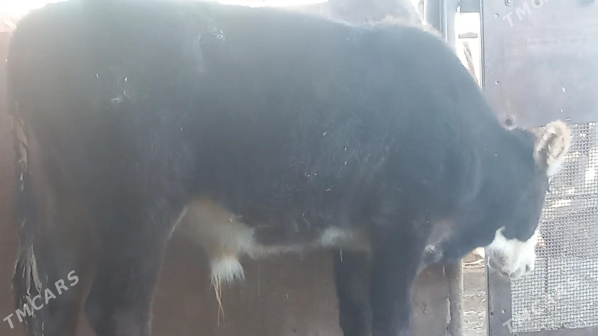 okuzçe - Гумдаг - img 1