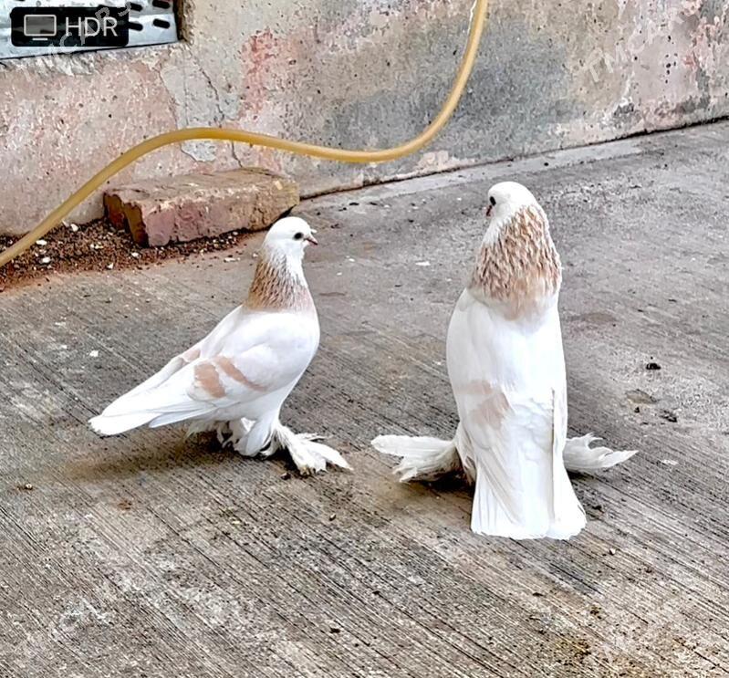 Kepderi - Ашхабад - img 2