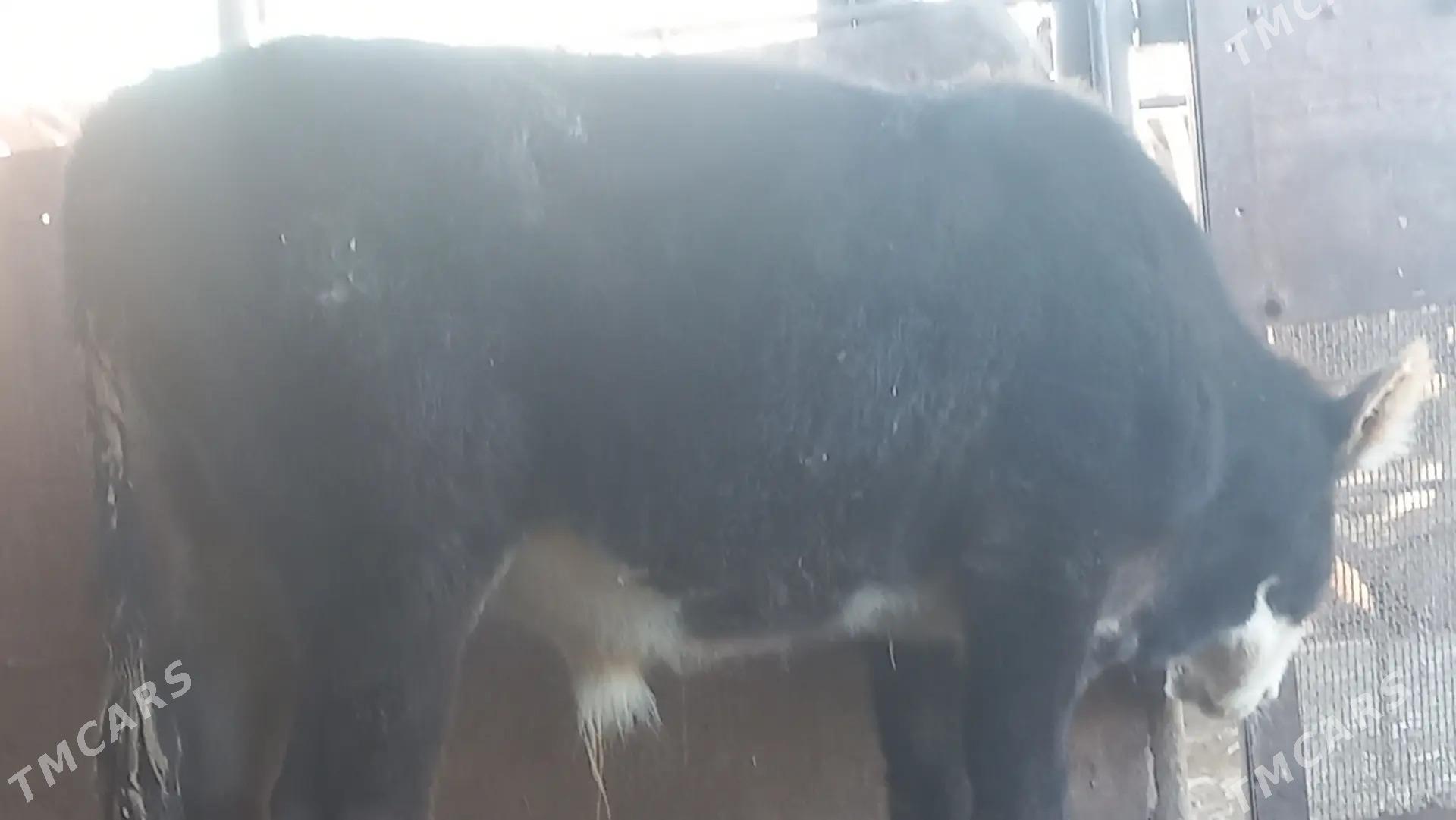 okuzçe - Гумдаг - img 3