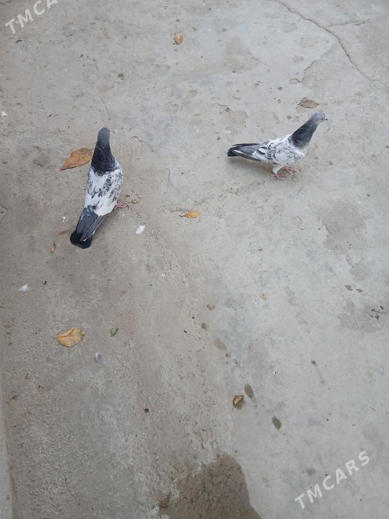 kepderi - Ашхабад - img 3