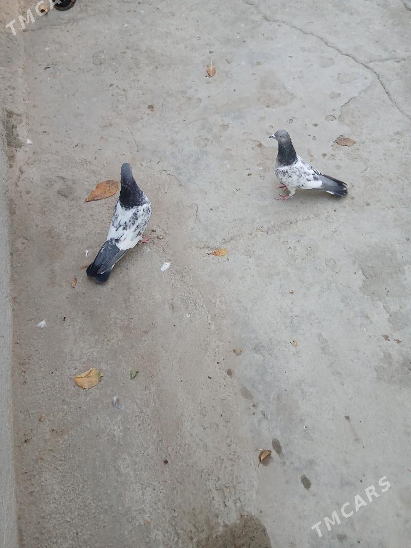 kepderi - Ашхабад - img 2