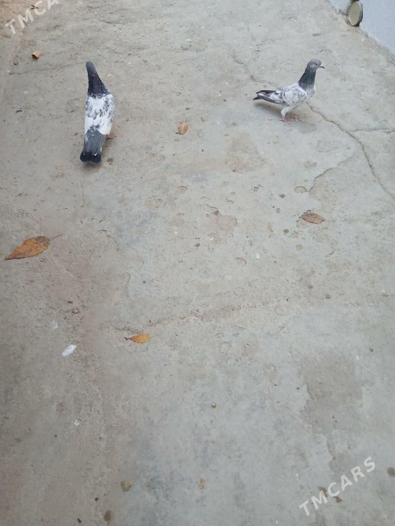 kepderi - Ашхабад - img 5