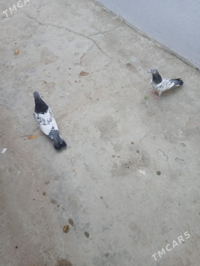 kepderi - Ашхабад - img 6