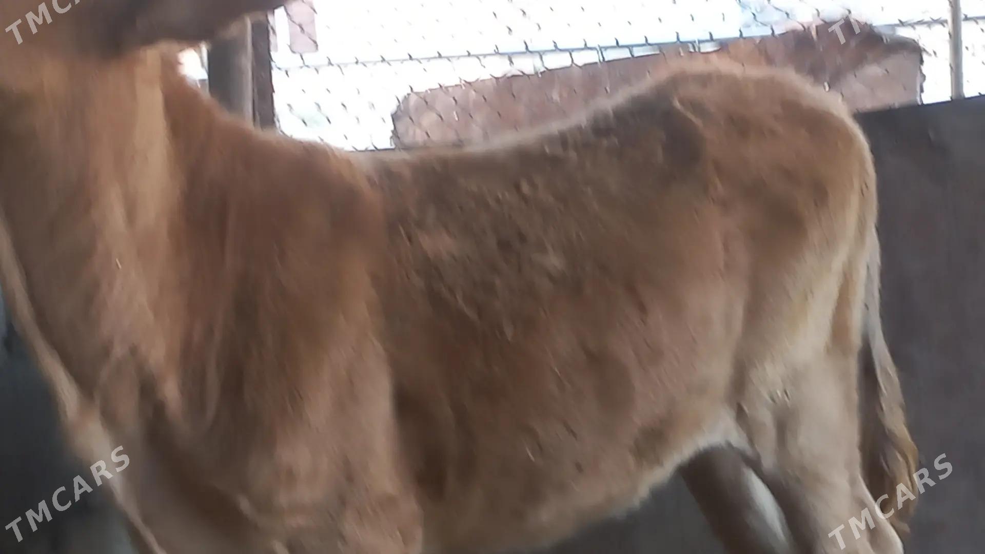 tuwe - Gumdag - img 2