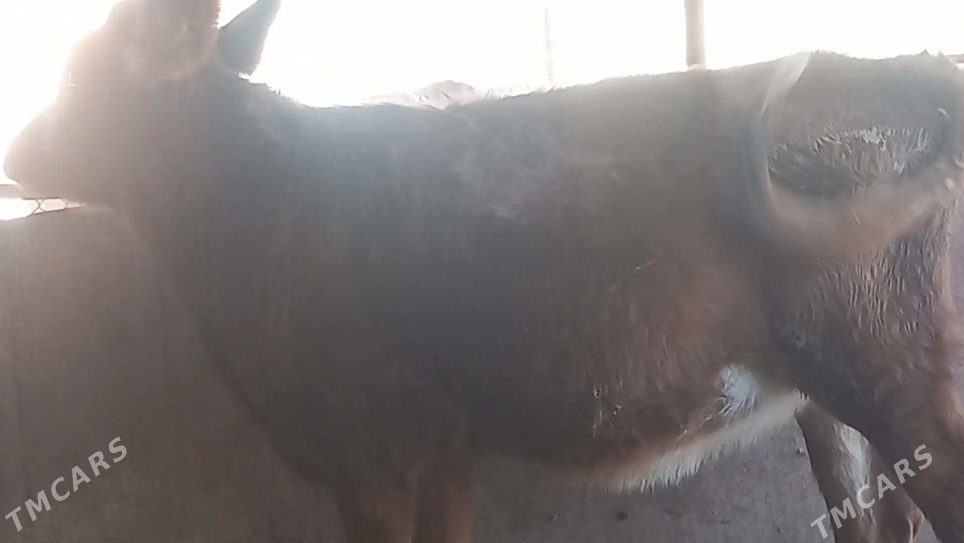 tuwe - Gumdag - img 1