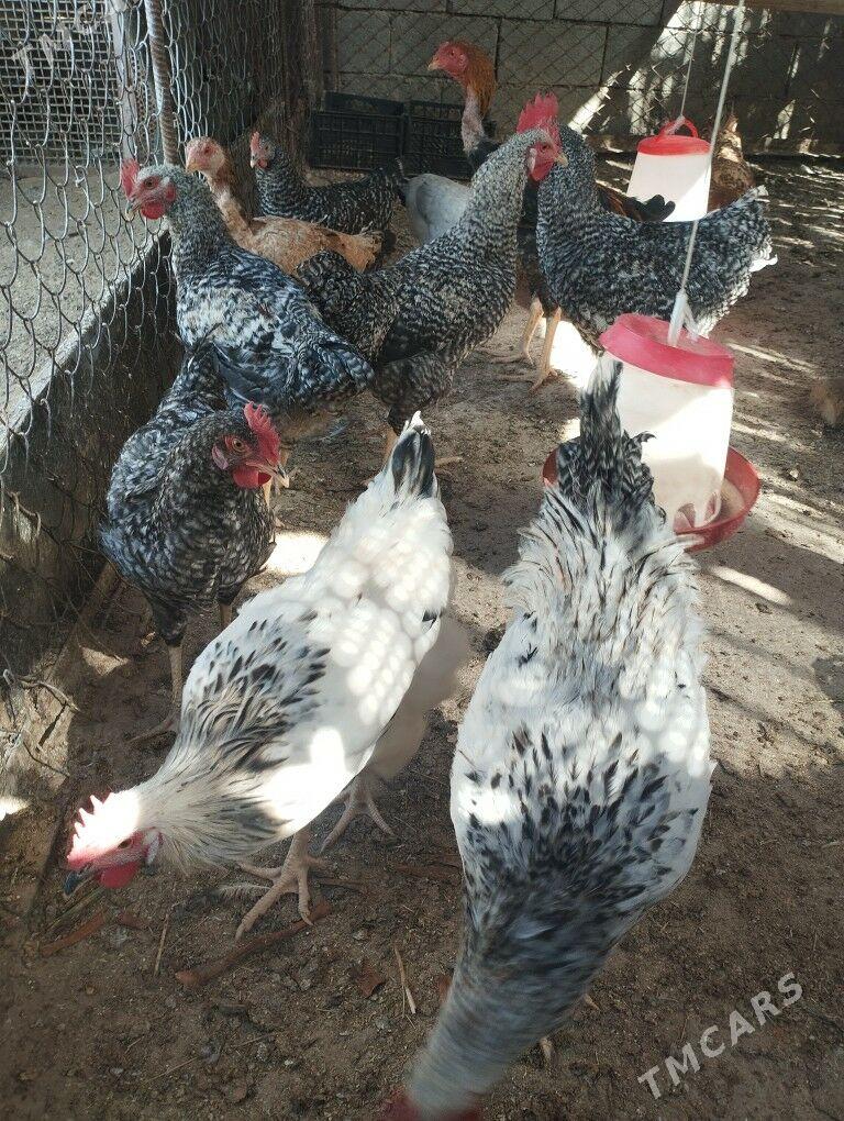 Daminat horoz - Çoganly - img 1