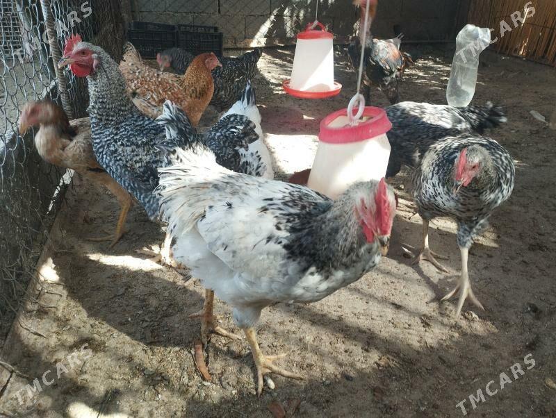 Daminat horoz - Çoganly - img 2