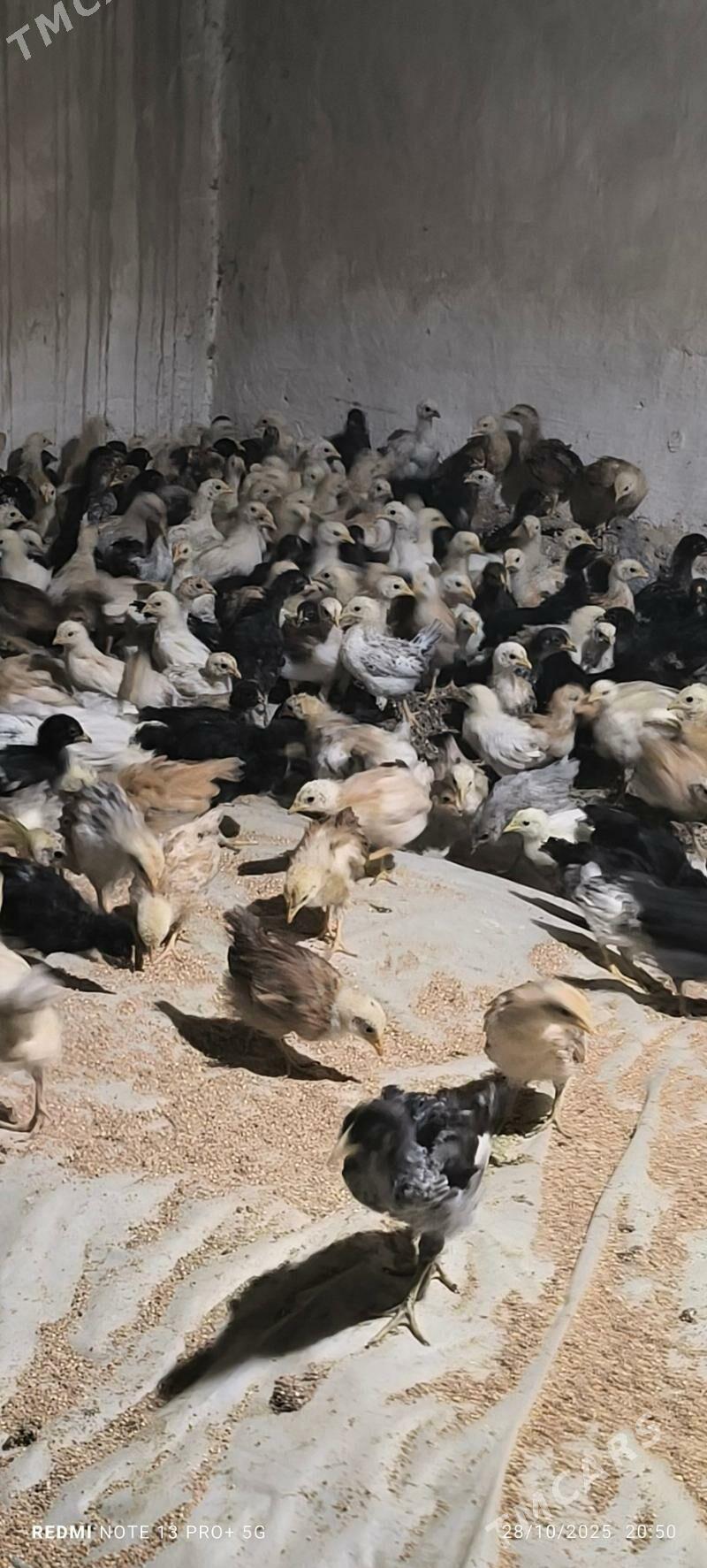 towuk juje - Байрамали - img 2