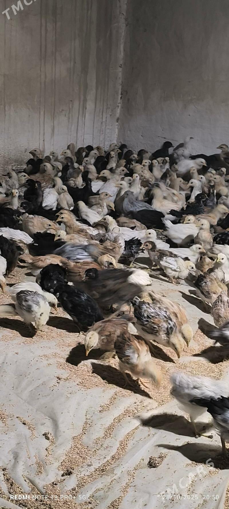 towuk juje - Байрамали - img 3