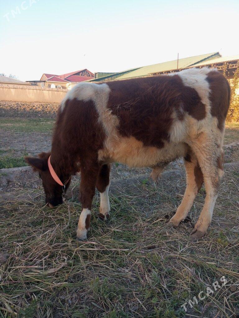 Mal - Шабатский этрап - img 2