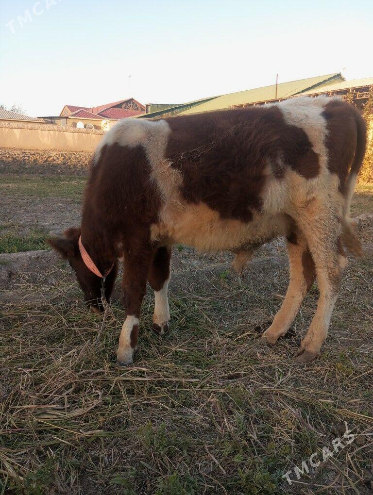 Mal - Шабатский этрап - img 1