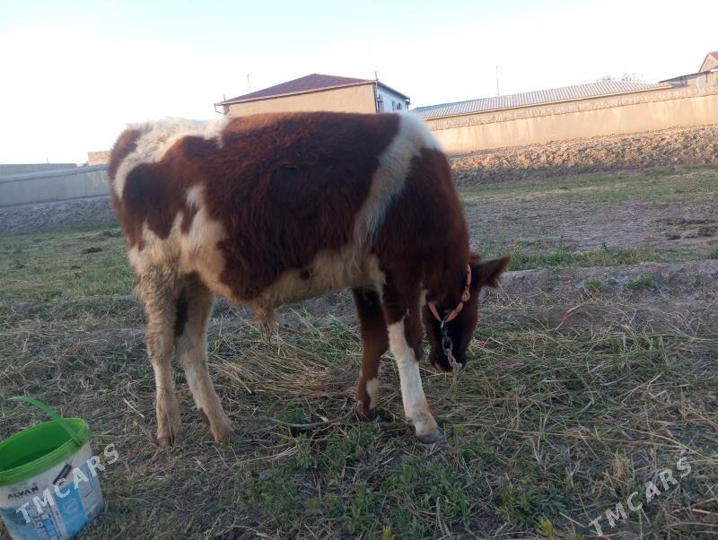 Mal - Шабатский этрап - img 3