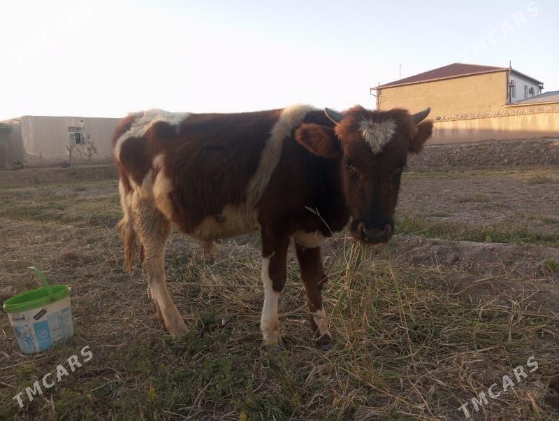 Mal - Шабатский этрап - img 4