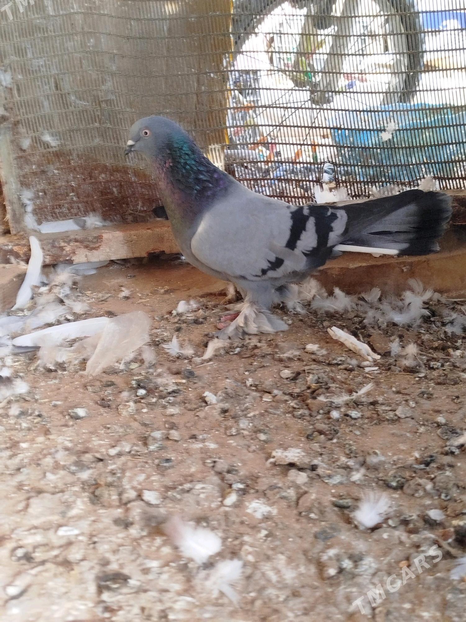 kepderi - Мары - img 4