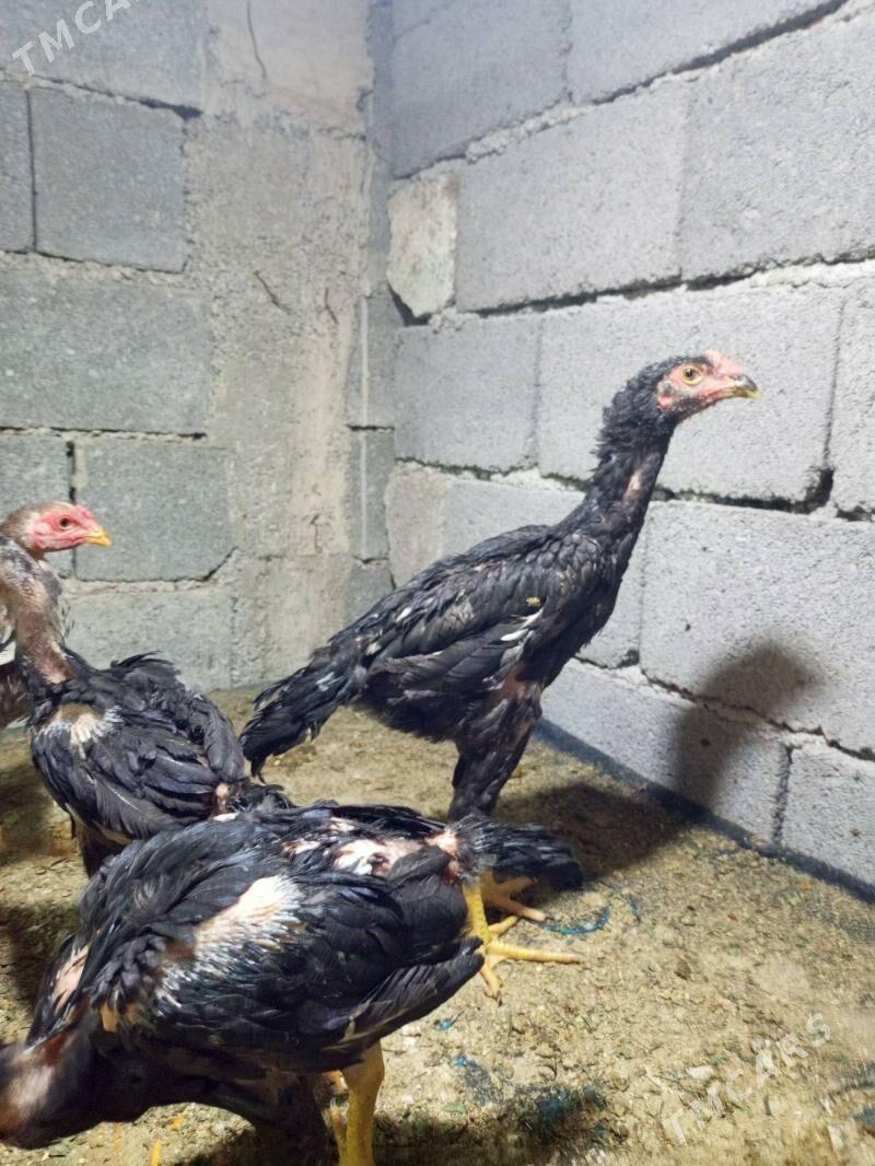 juje - Чоганлы - img 1