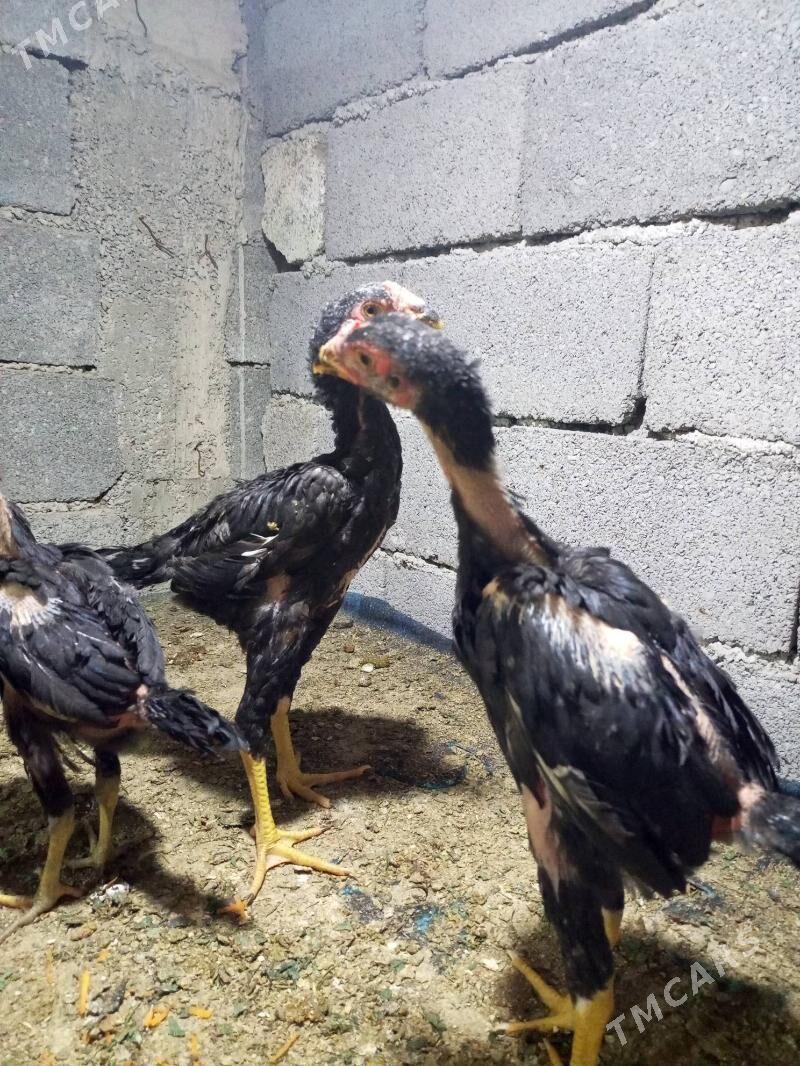 juje - Чоганлы - img 2