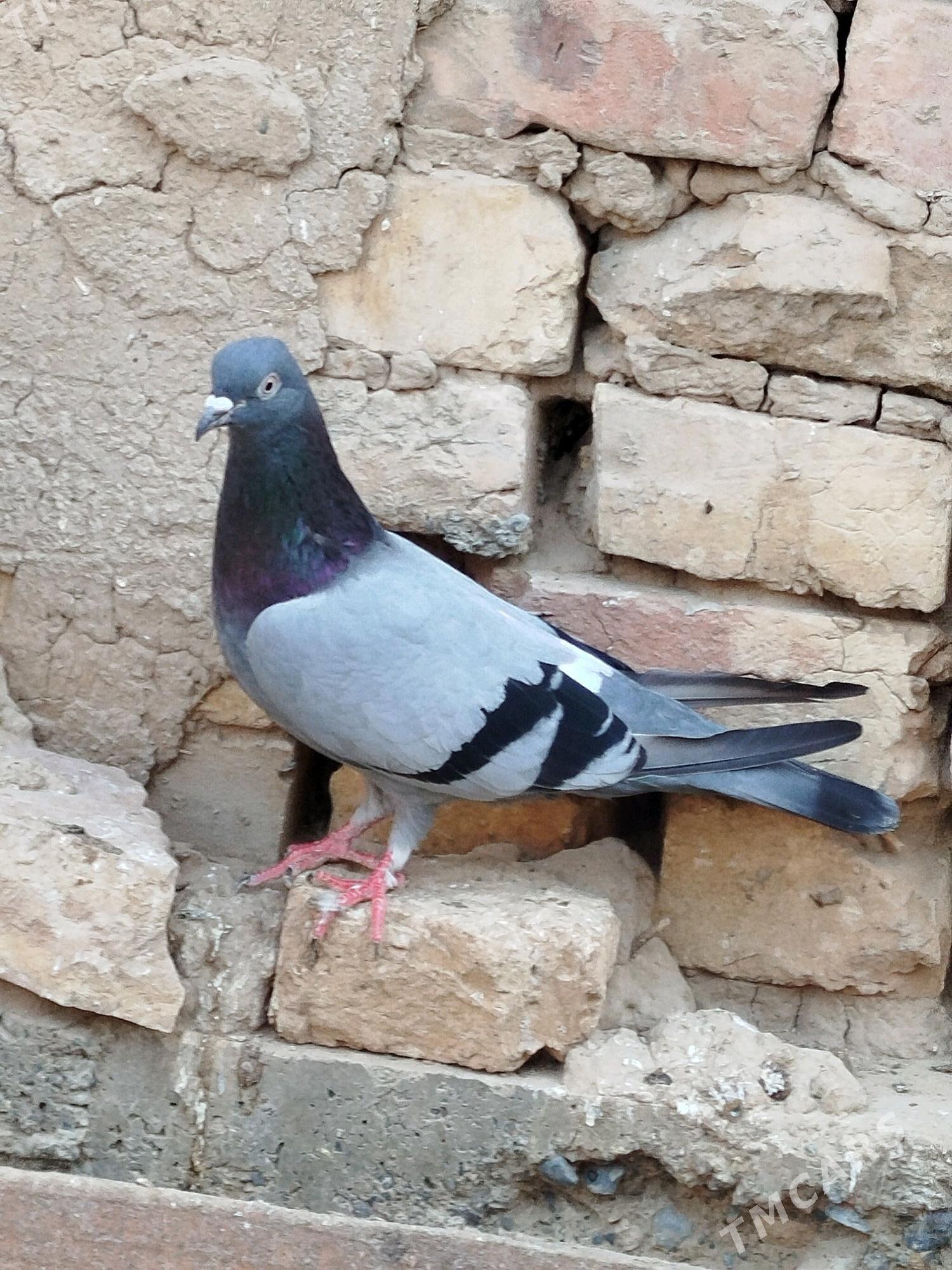 kepderi - Мары - img 5