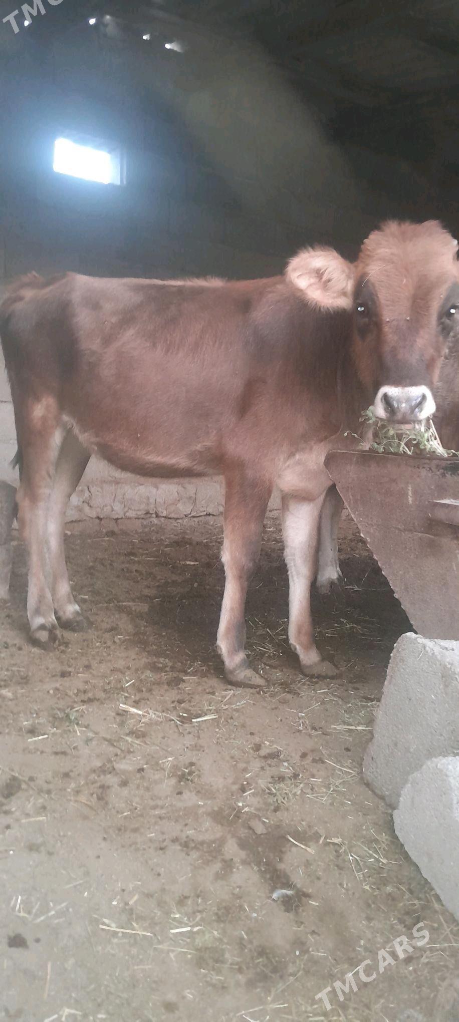 Tüwe. - Бахарден - img 1