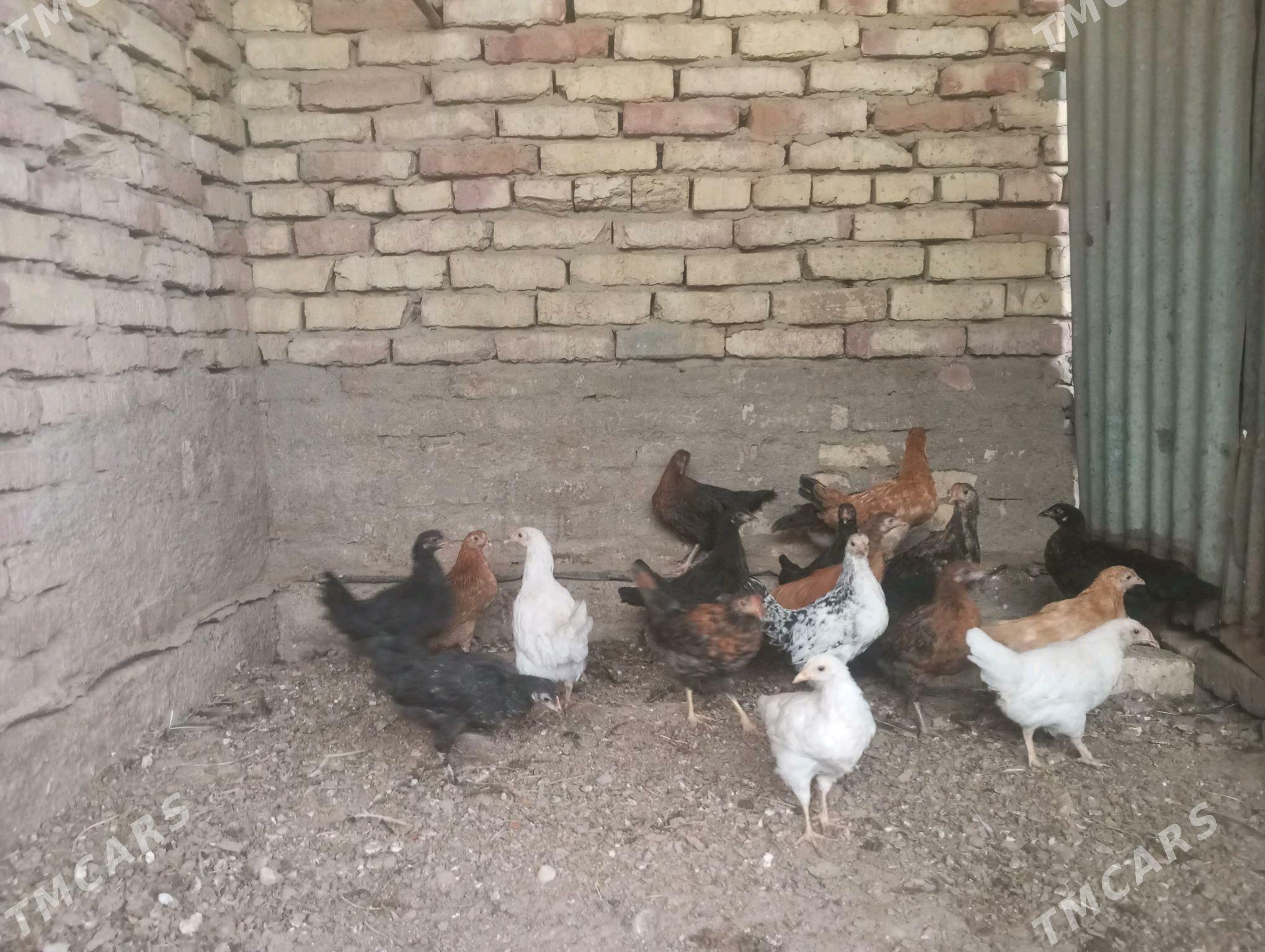 towuk jujeleri - Сакарчага - img 1